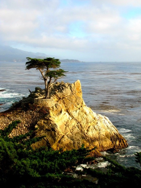 Cypress
